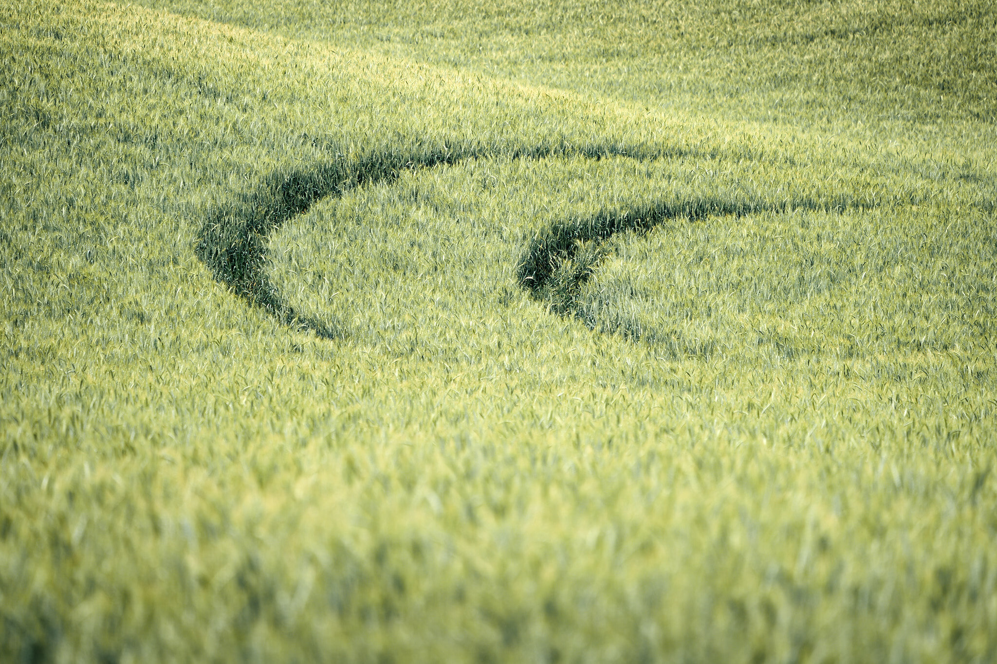 Wheat Trails