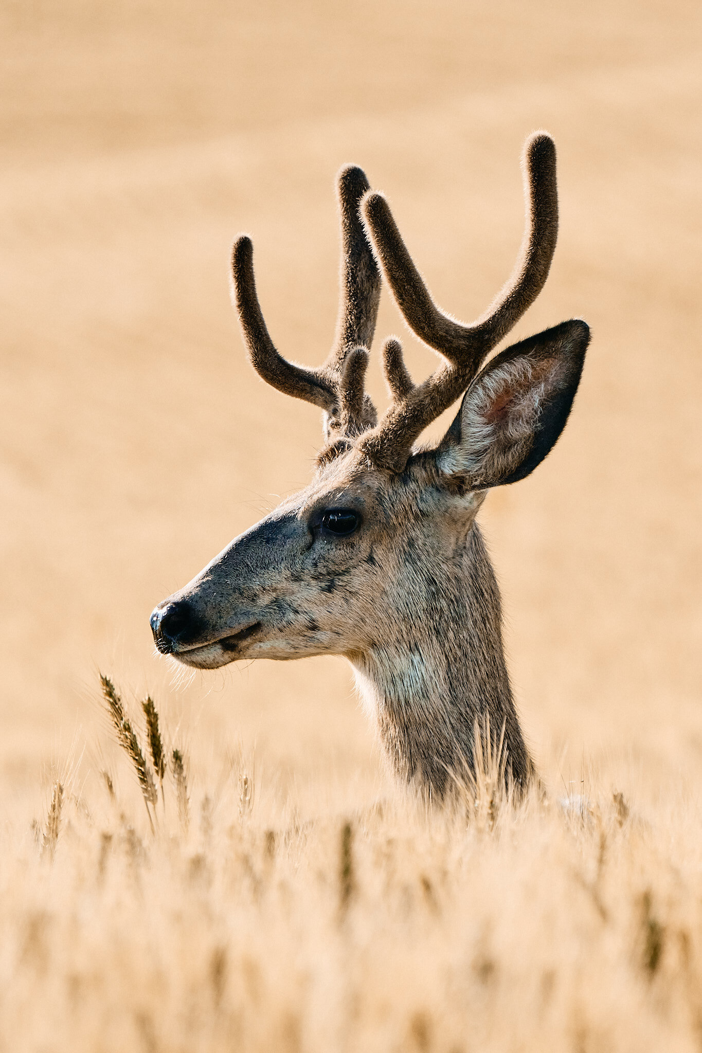 Deer Grazing