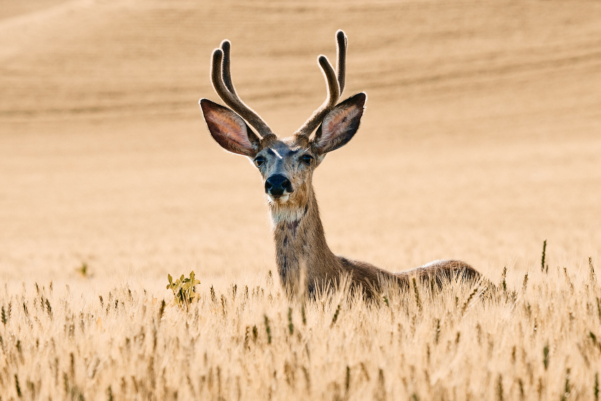 Deer Grazing