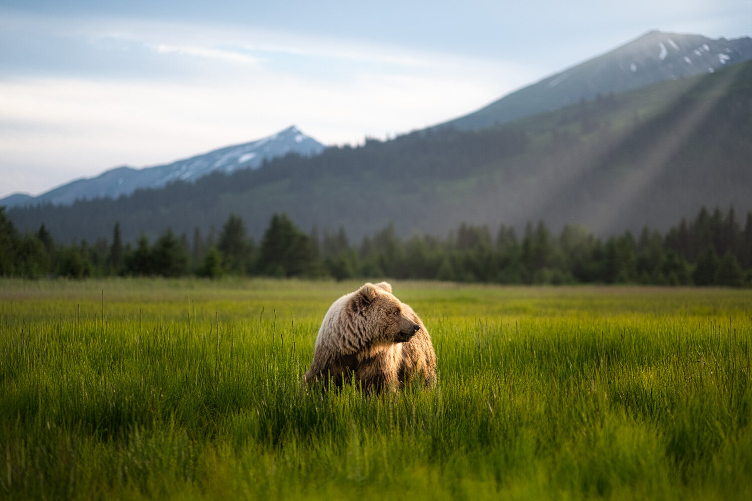 Brown Bear Grazing