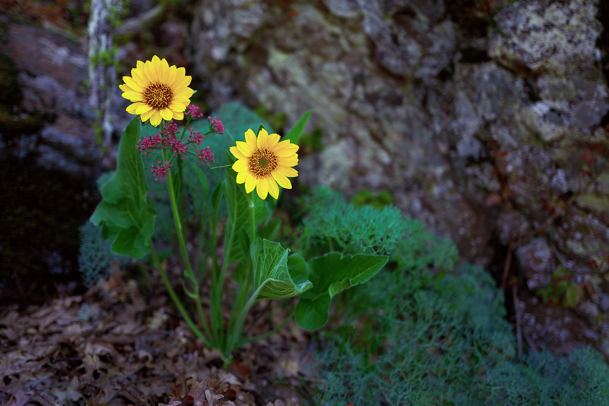 Balsamroot Bouquet