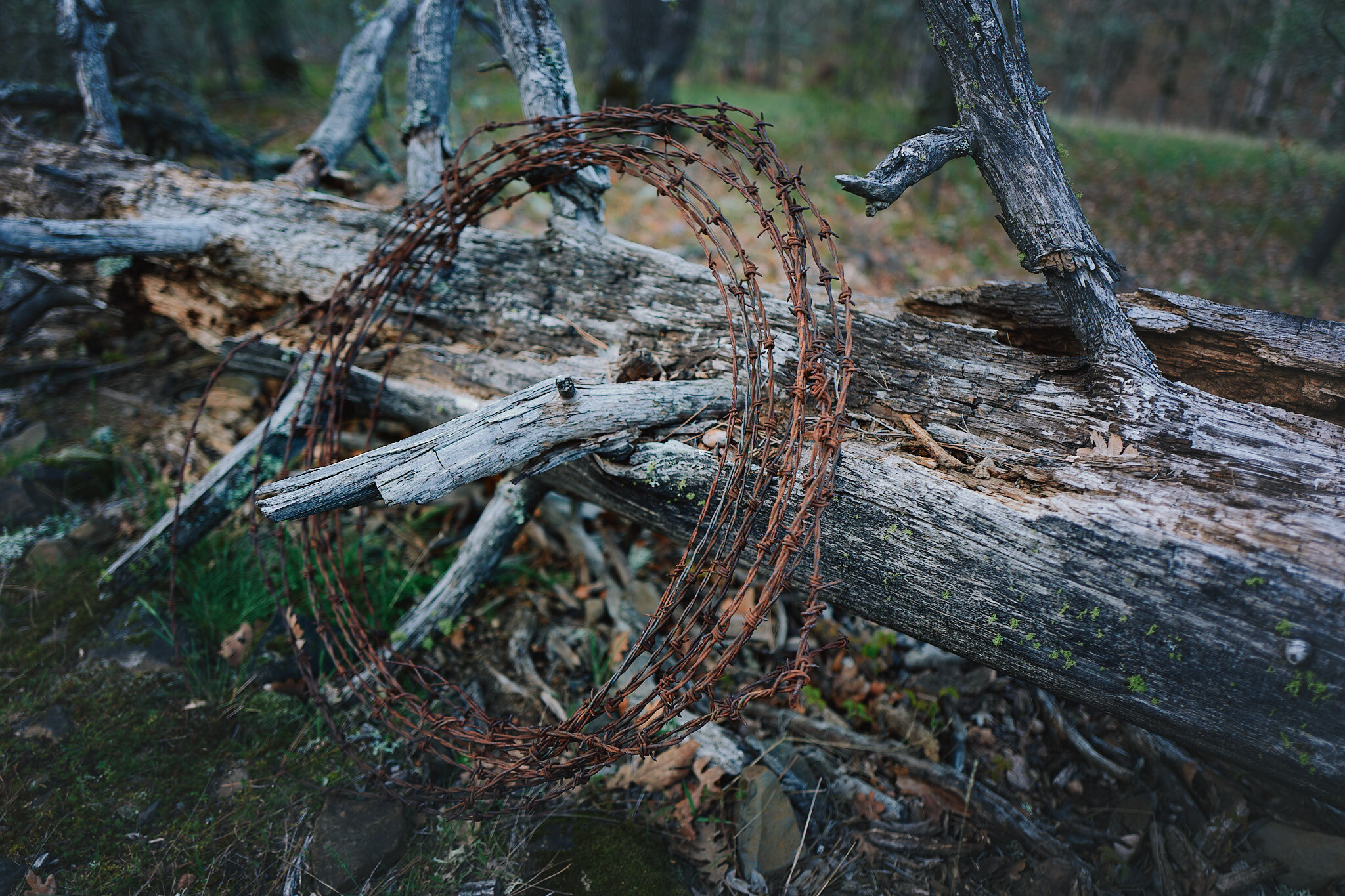 Barbed Wire