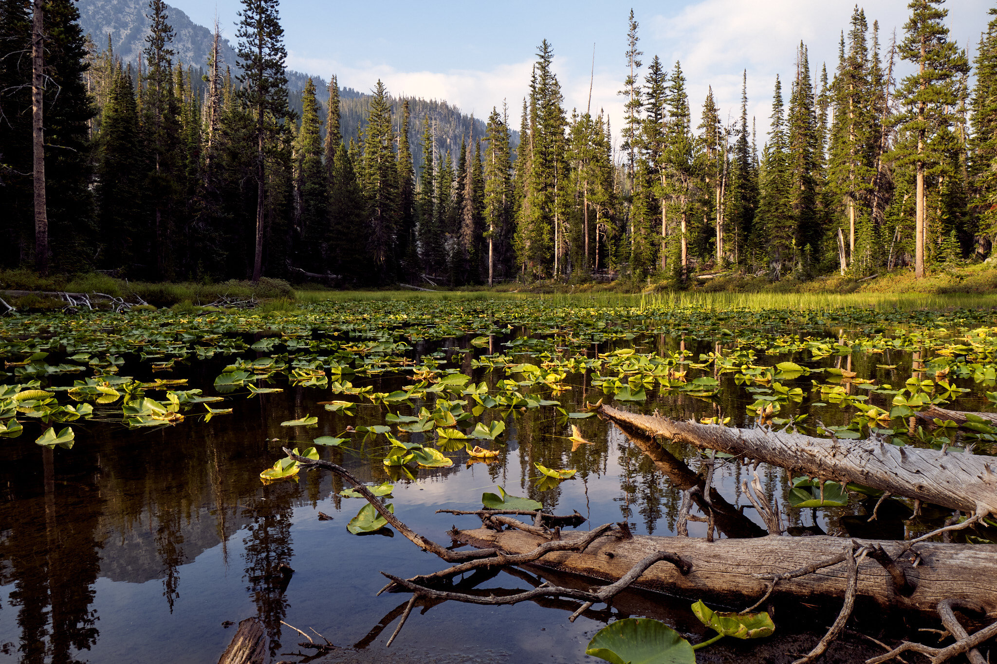 Lilypad Pond