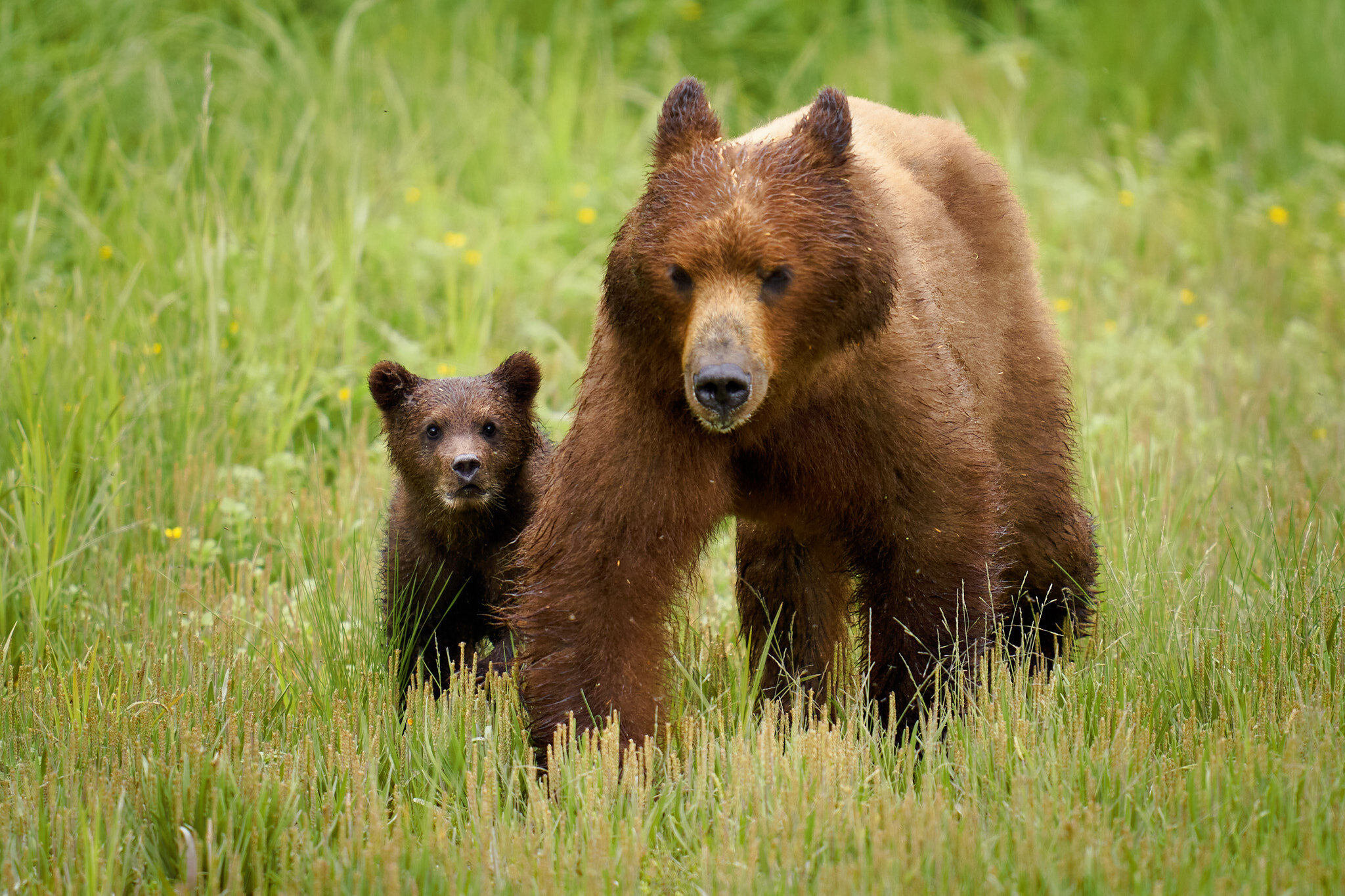 Sow & Cub