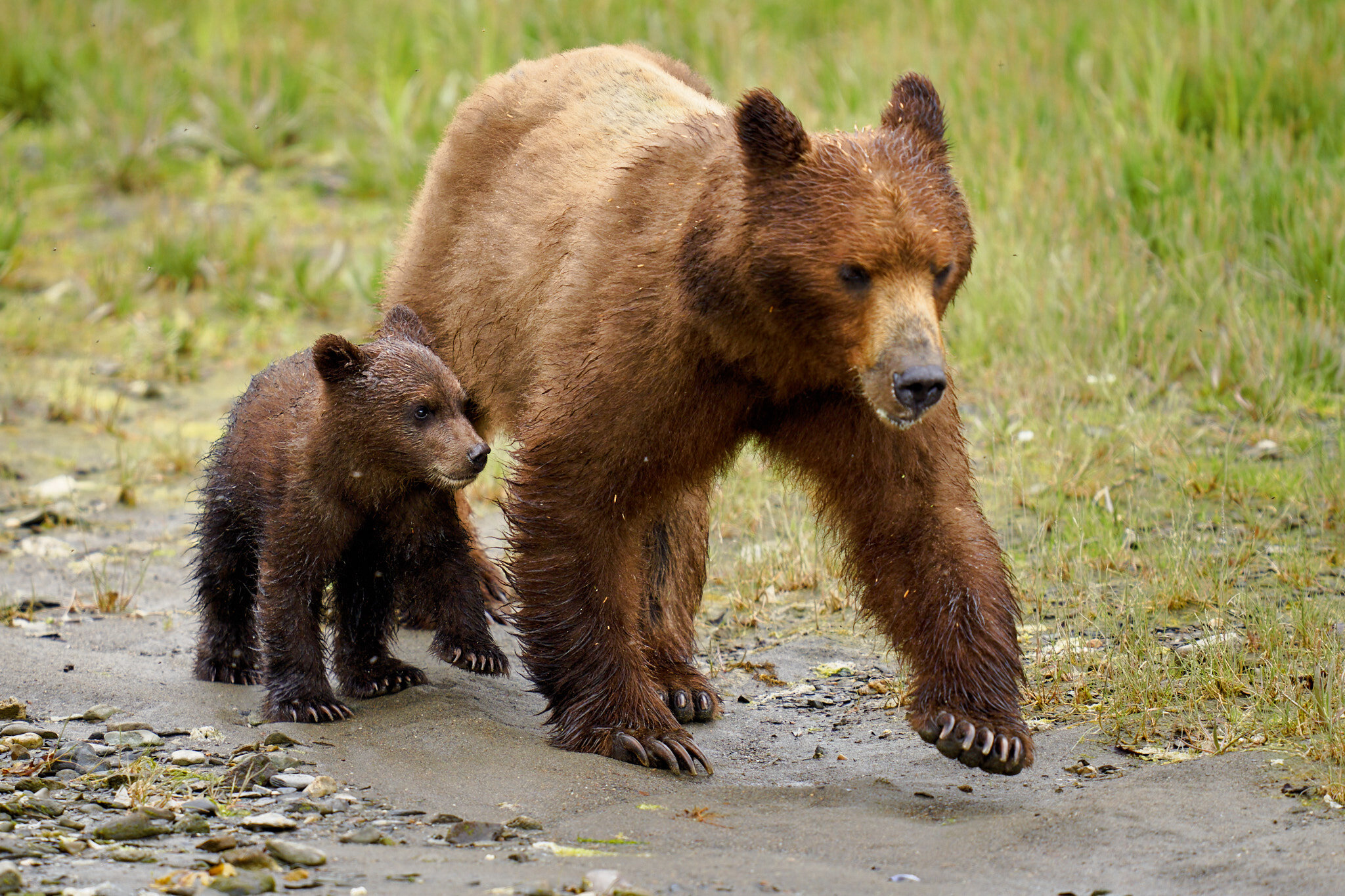 Sow & Cub