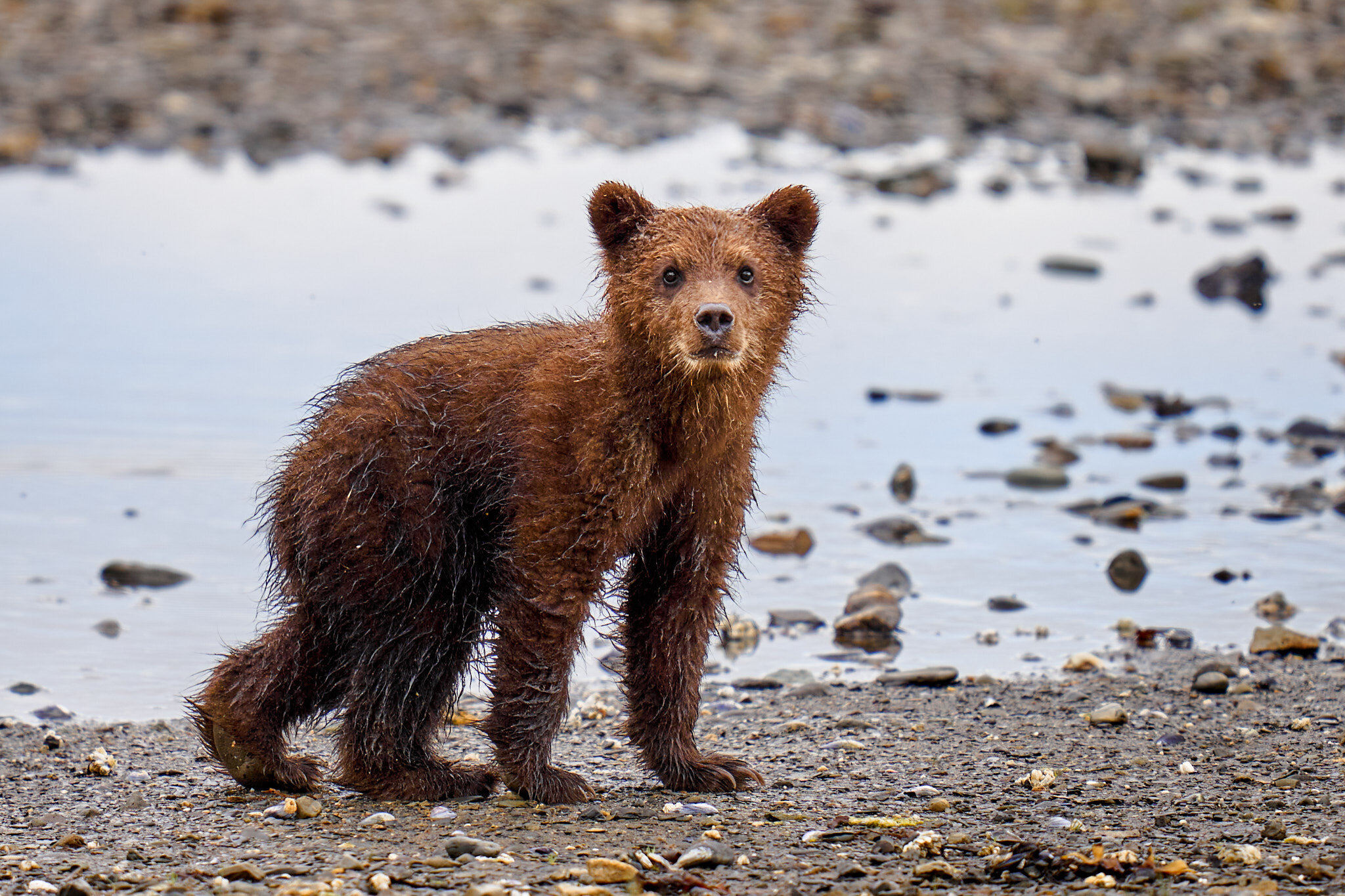 Cub