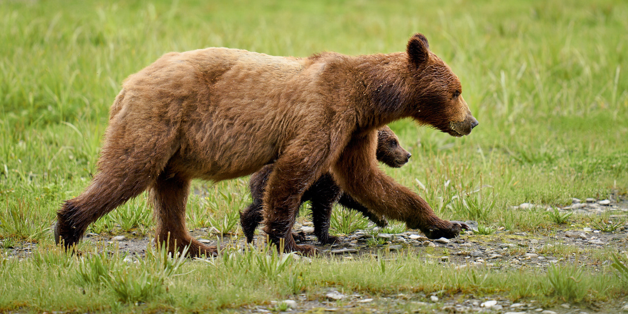 Sow & Cub