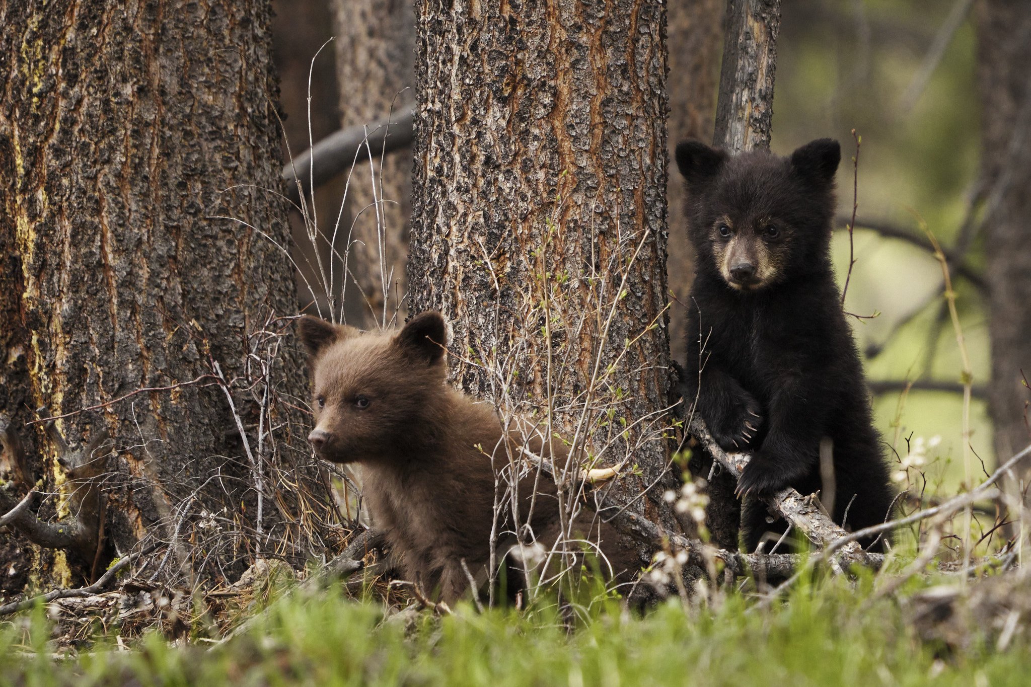  Yellowstone N.P. #2205270023 