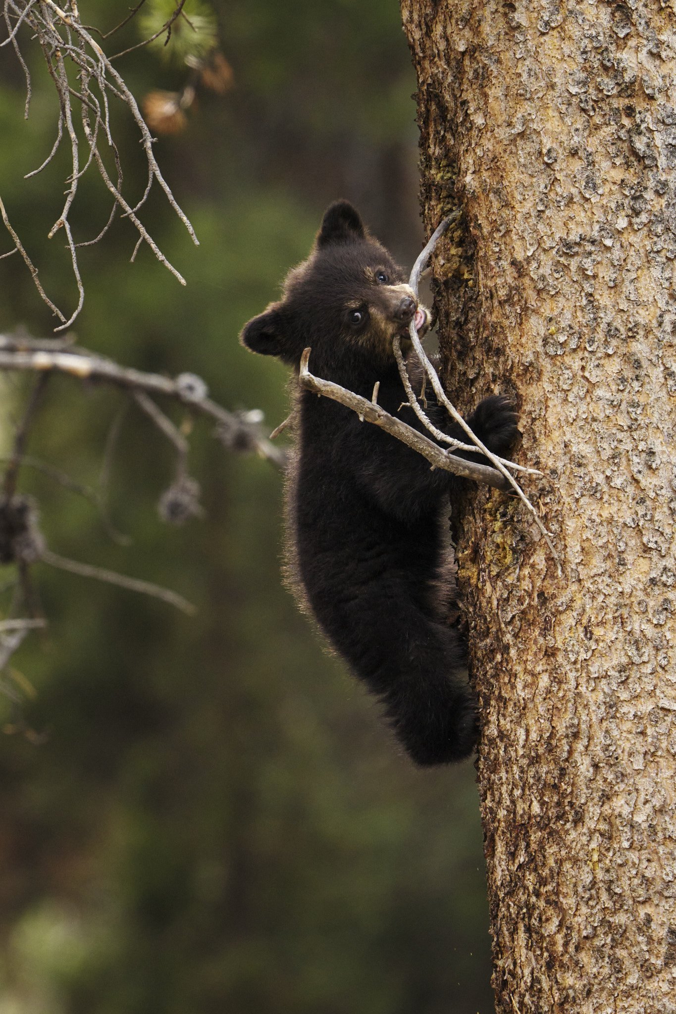  Yellowstone N.P. #2205270388 