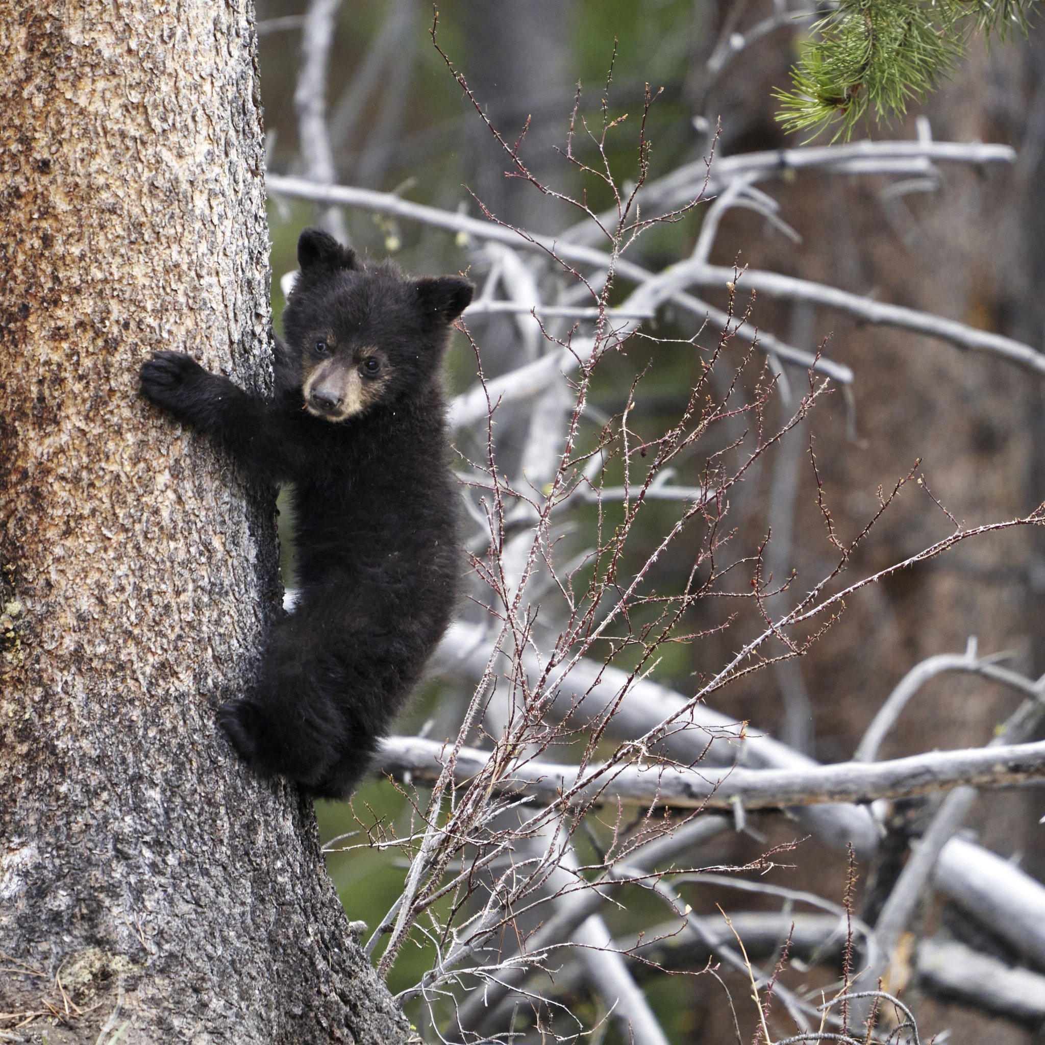  Yellowstone N.P. #2205270827 