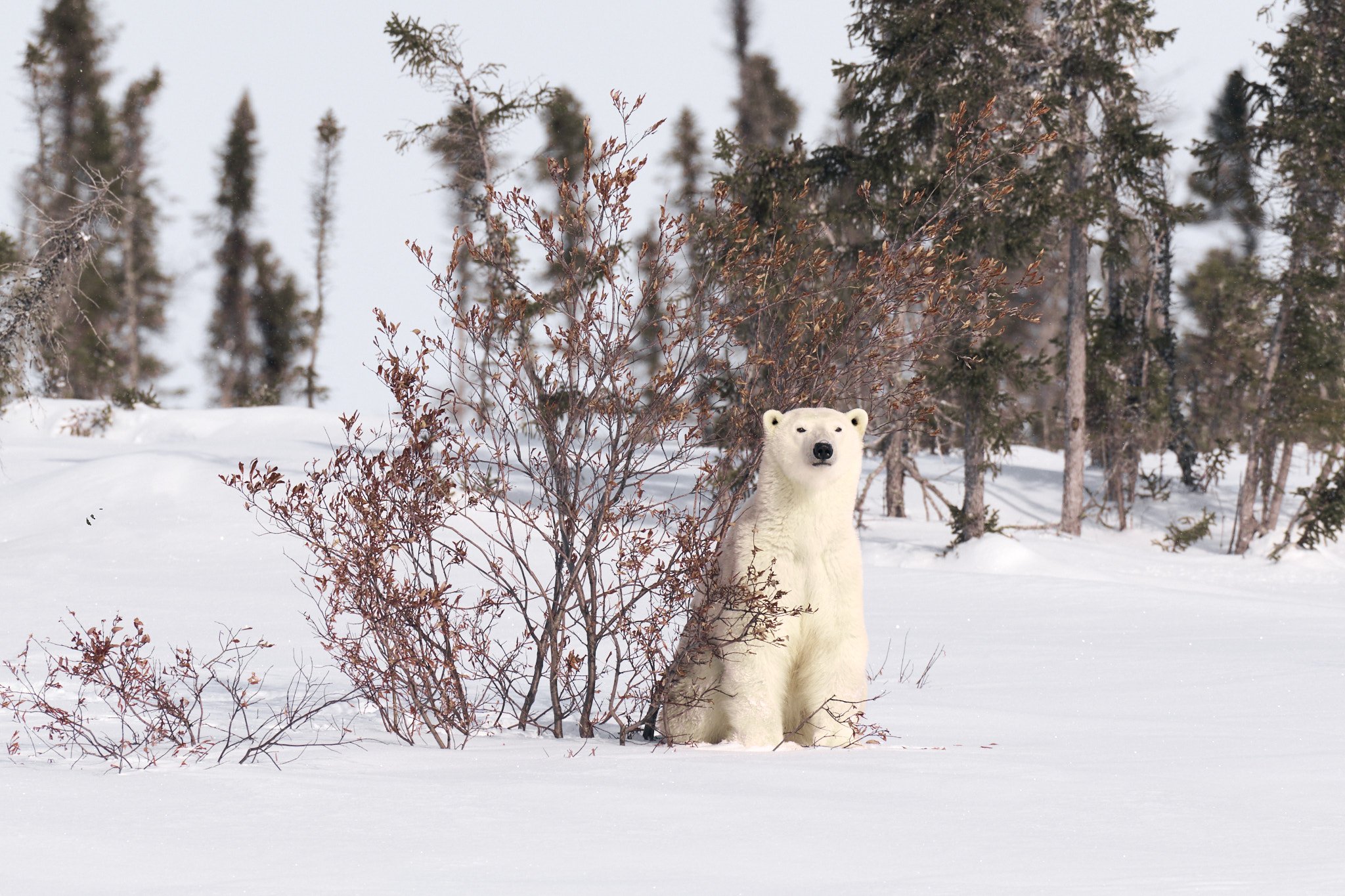  Wapusk National Park #2303180587 