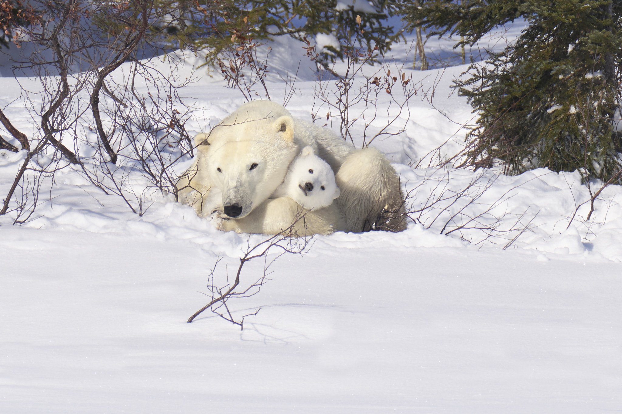  Wapusk National Park #2303181166 