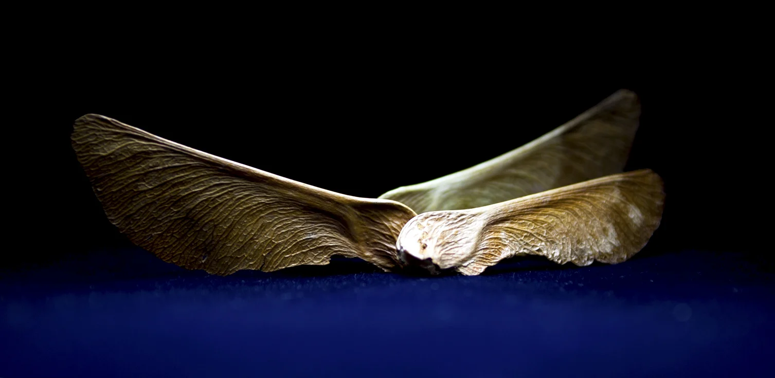 Wings-4788.jpg