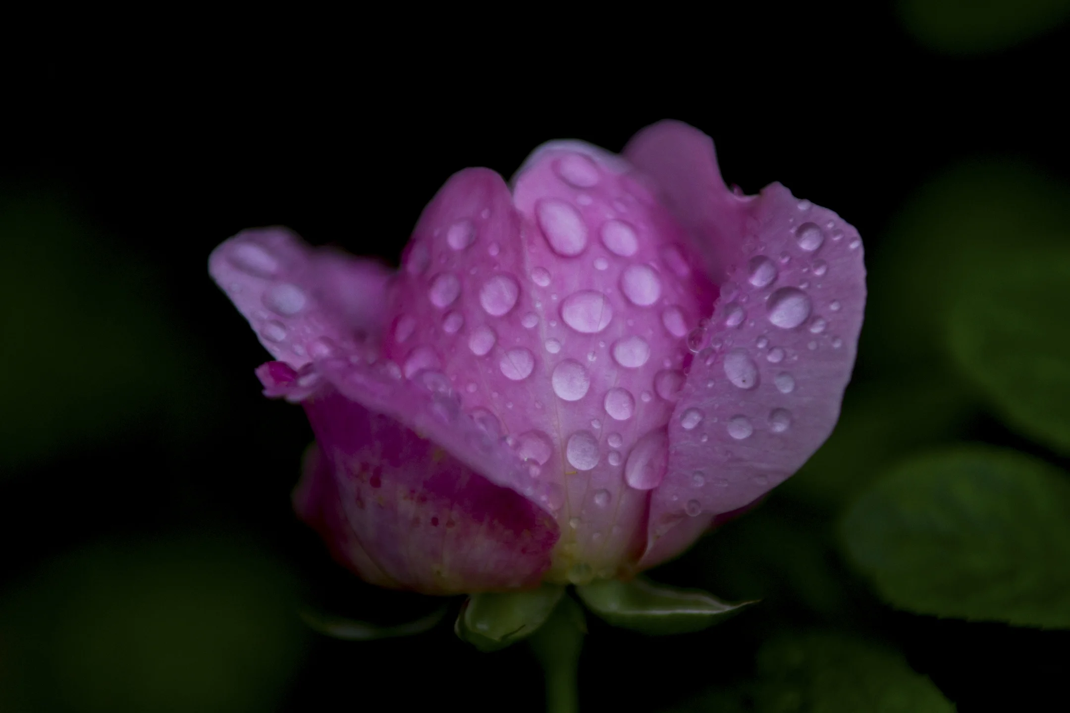 Pink Spots-7920.jpg