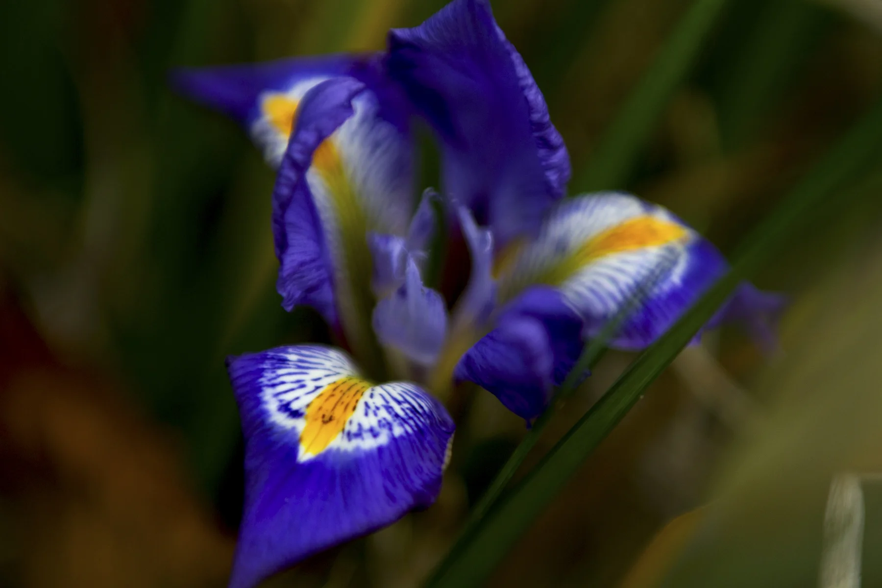 Irise-8019.jpg