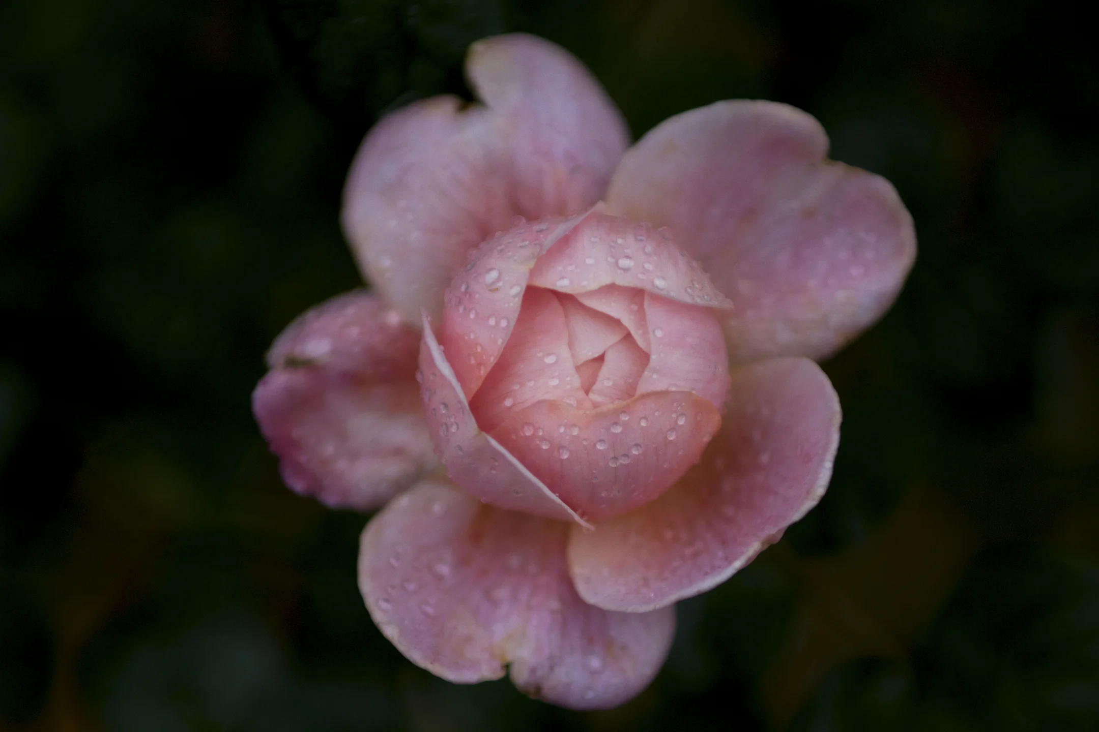 Raindrop Pink Rose-7899.jpg
