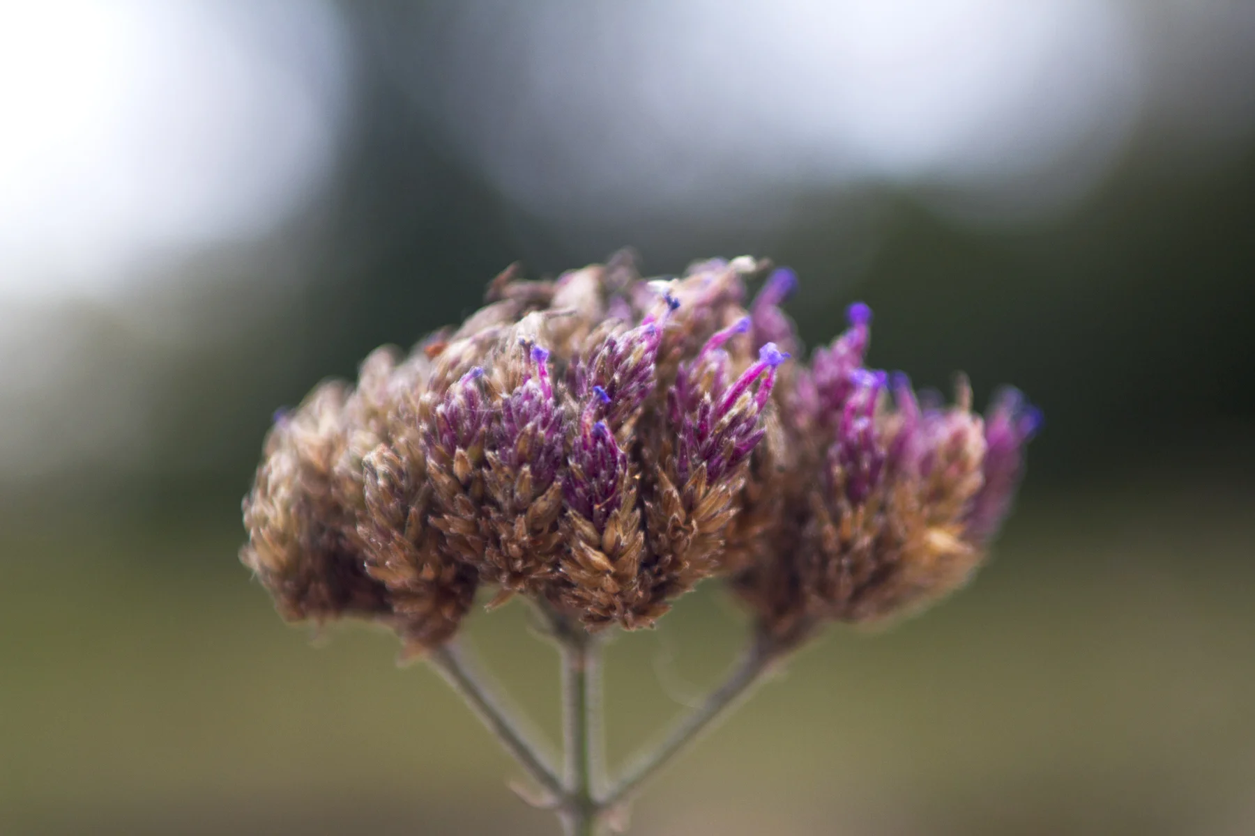 Lavender-8029.jpg
