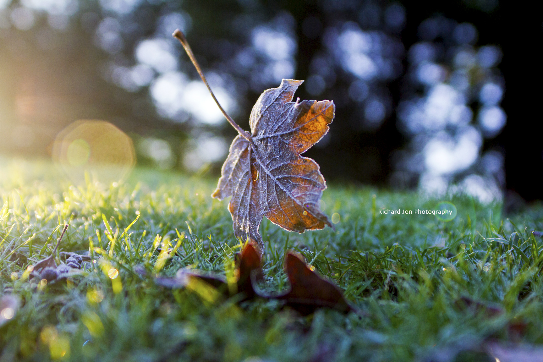 First Frost