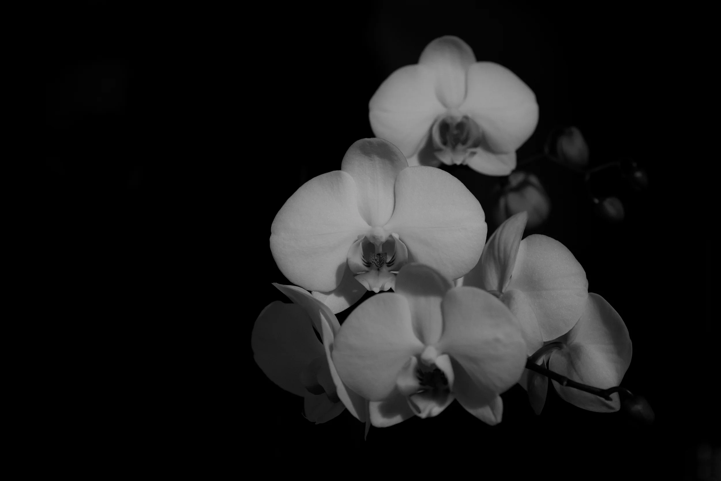 DSCF9274.jpg