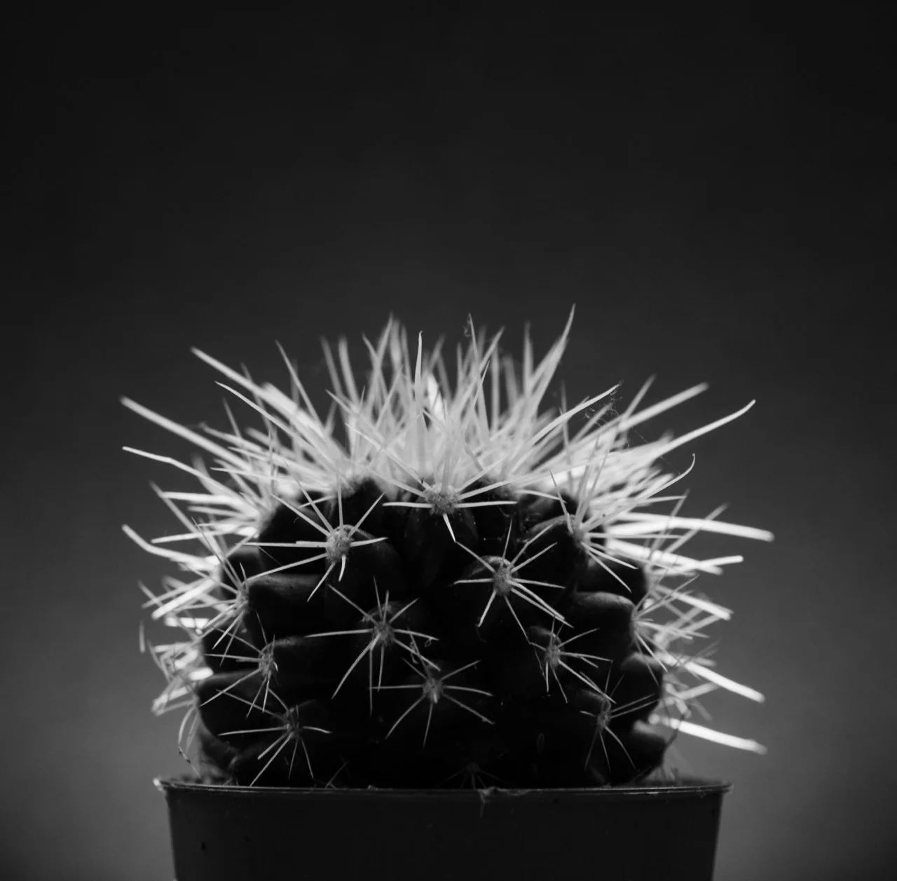 thumbnail_©RJP B&W-5533.jpg