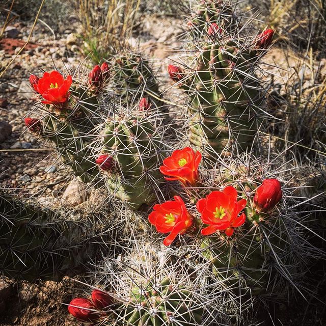Desert jewels.
#wildwest #nature #hike #desert #desertx #texas #texasstateparks #bigbend #cactus