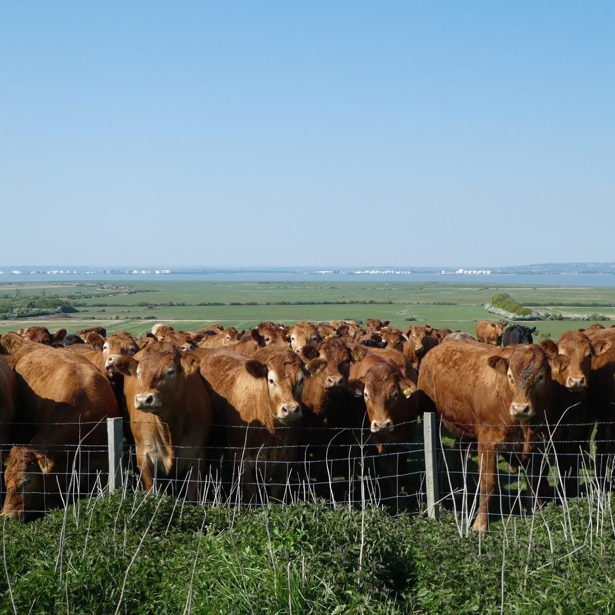 🐮 There&rsquo;s a crowd at the gates today...haven&rsquo;t they herd (🙊) we&rsquo;re closed 😩! ⁣
⁣
⚠️ In line with government guidelines we are currently only allowed to accept bookings from key workers. If that&rsquo;s you and you&rsquo;re lookin