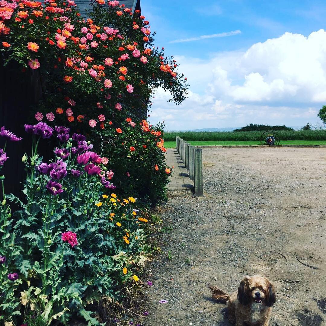 Well isn&rsquo;t today just glorious 🙌🏻🌼🌸🌷☀️ #whatabeautifulday #flowers #kentinbloom #selfcatering #holidaycottage #visitkent #staycation #nature #beautifulbritain #gardenofengland #dogsofinstagram