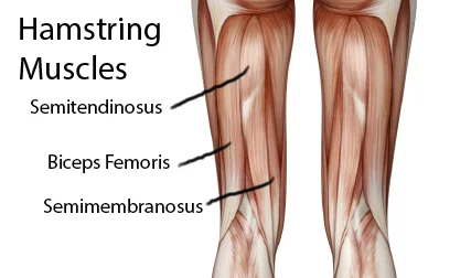 Hamstrings.jpg