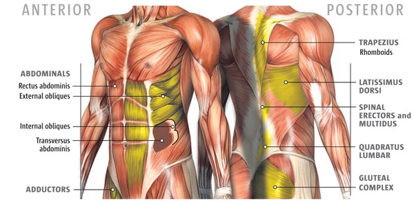 Anterior and Posterior Core muscles