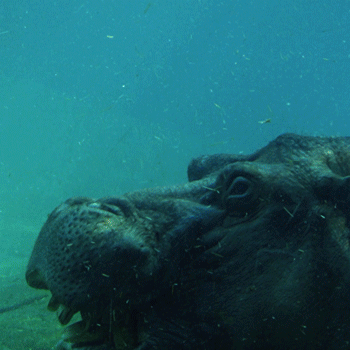 USPS_2_Hippo_thumbnail.gif