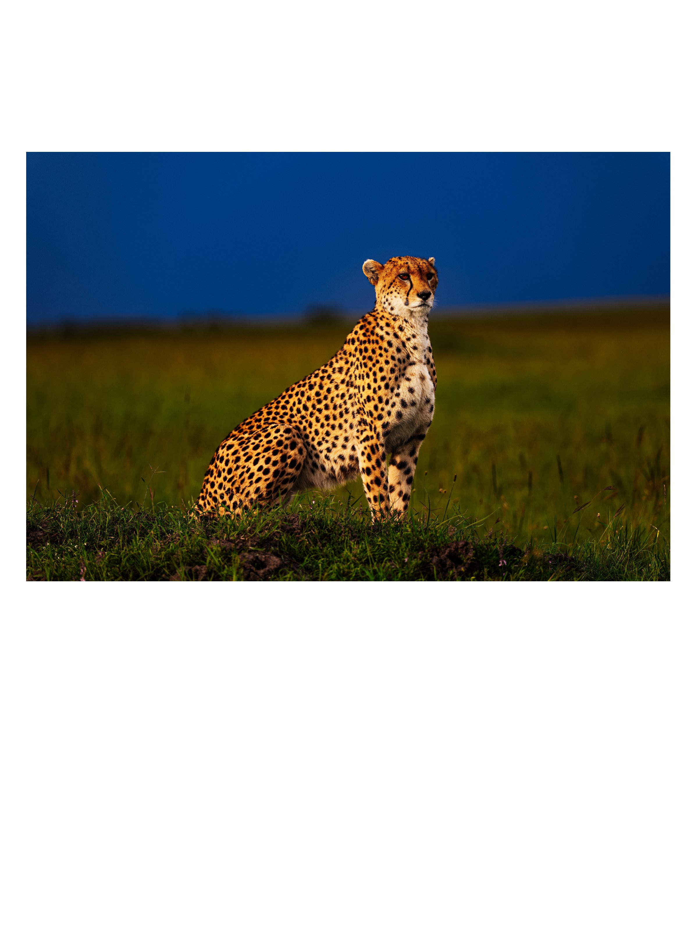 cheetah02.jpg