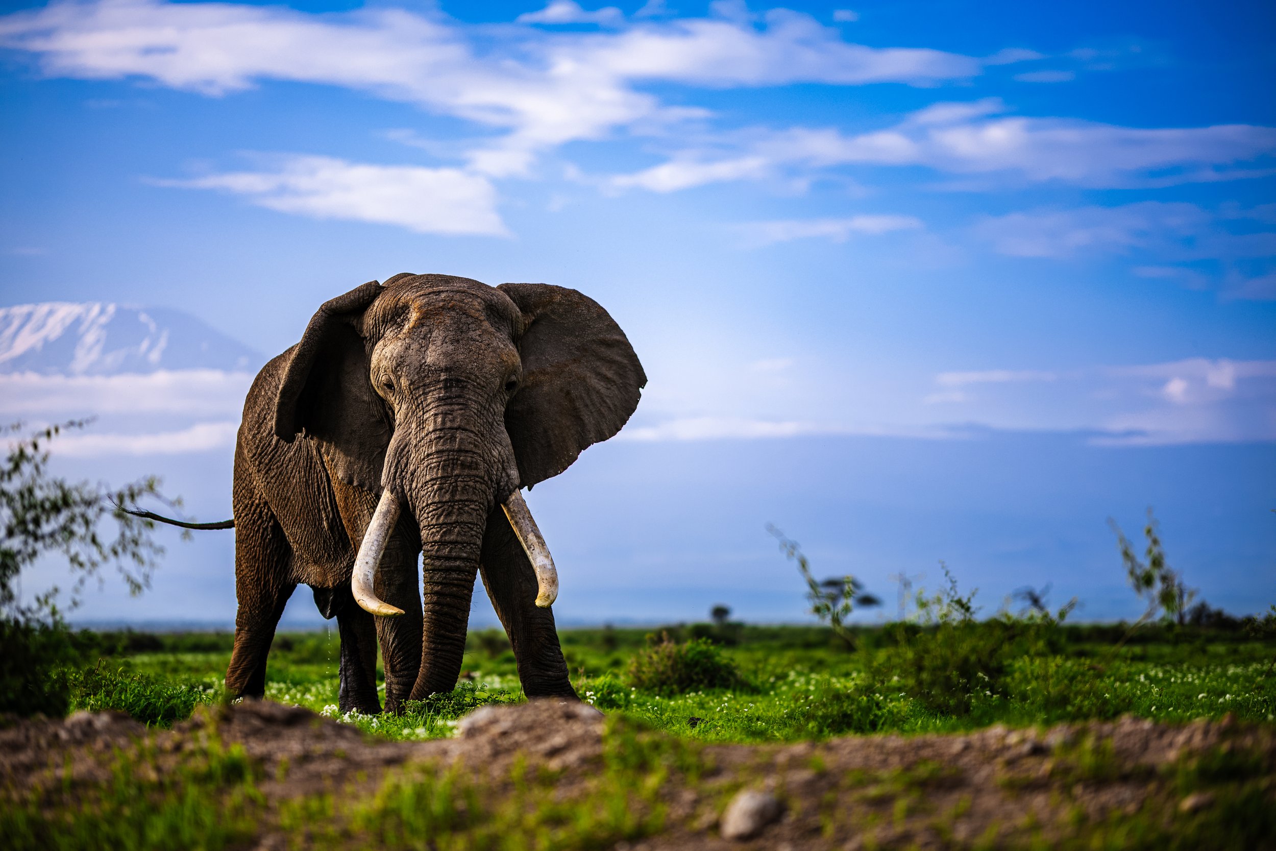 20231127_Kenya_Amboseli_3382.jpg