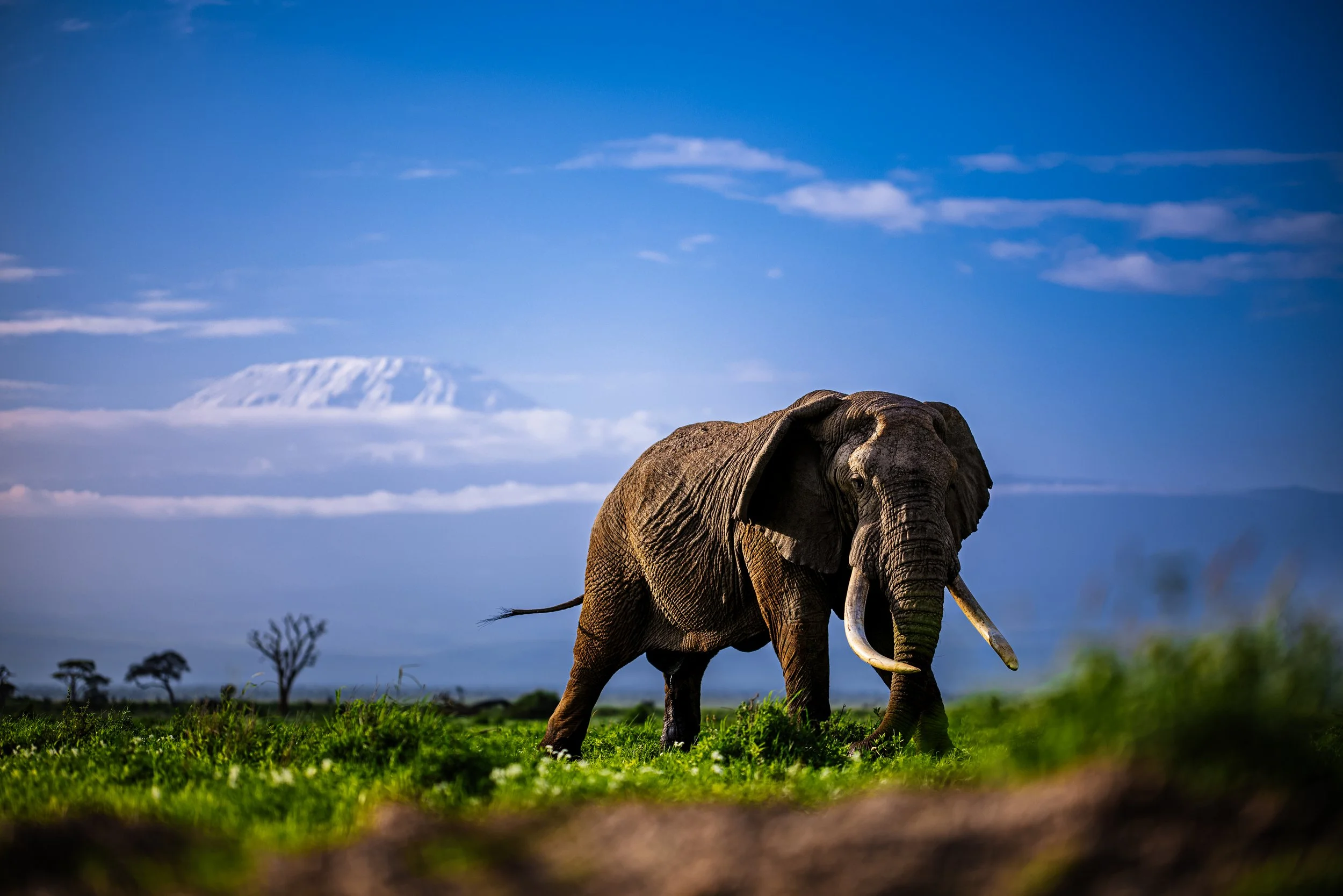 20231127_Kenya_Amboseli_3666.jpg