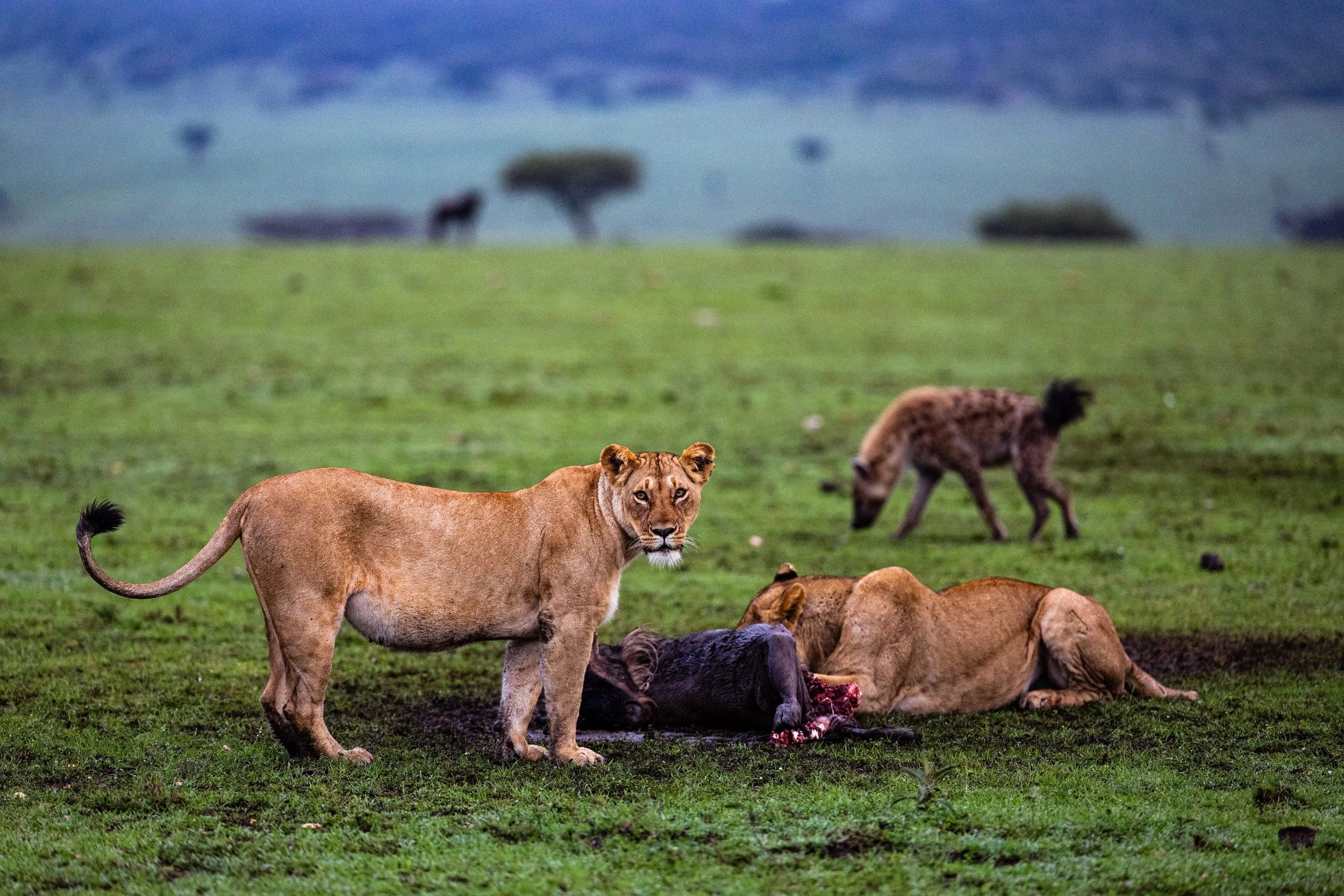 20231202_Massai_Mara_3003.jpg