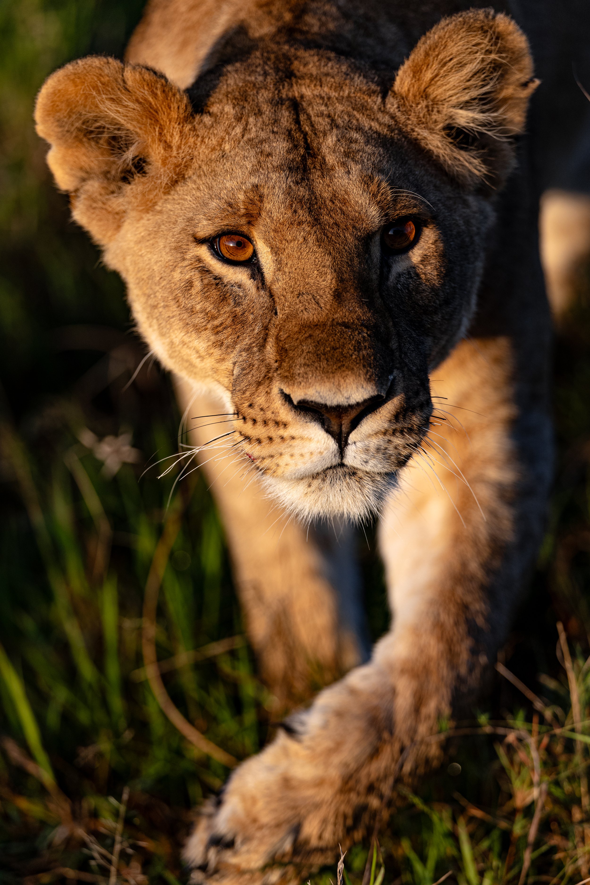 20241209_mara_lion_2671.jpg