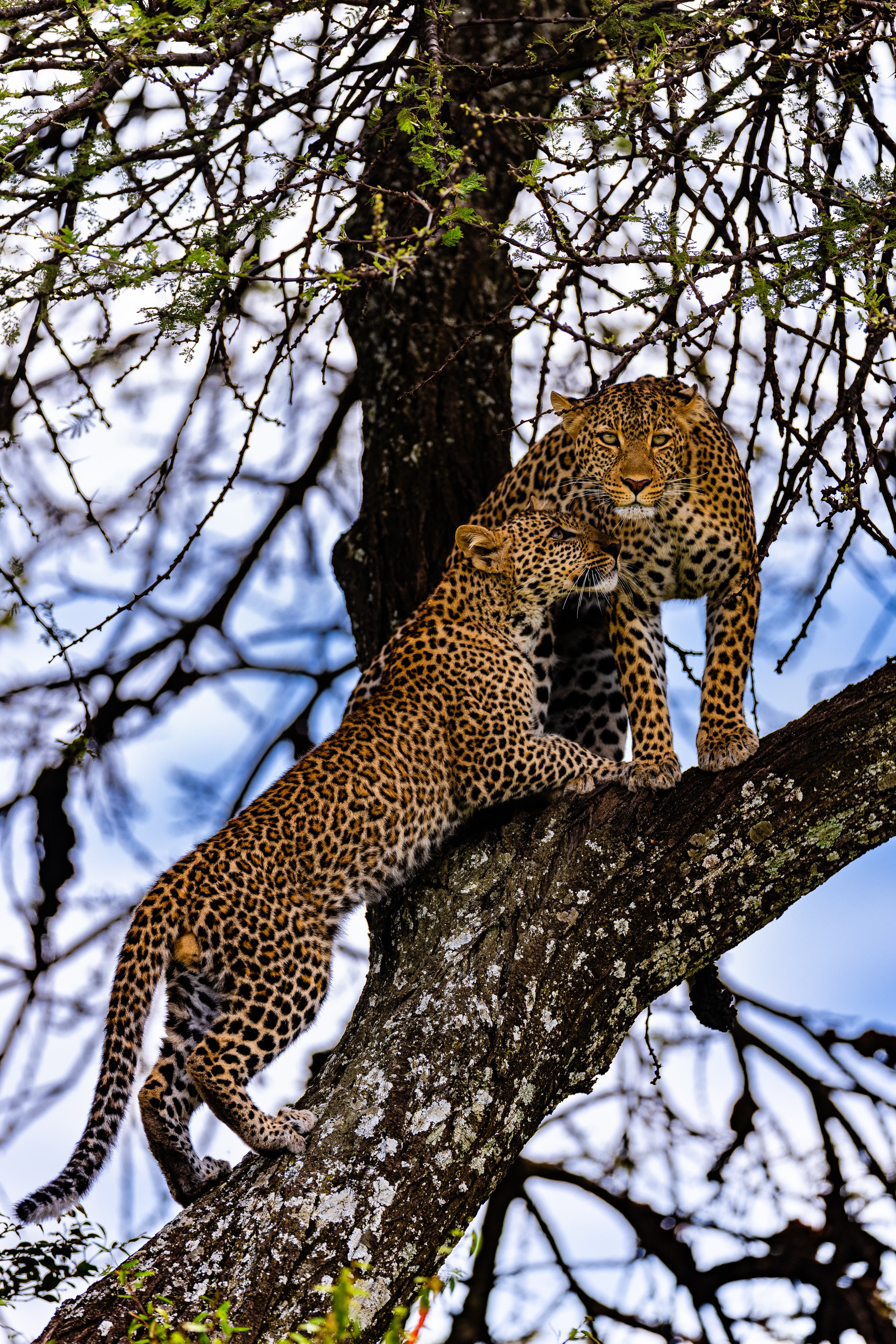 20241210_mara_lion_1547.jpg