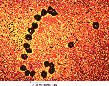  Ribosomes