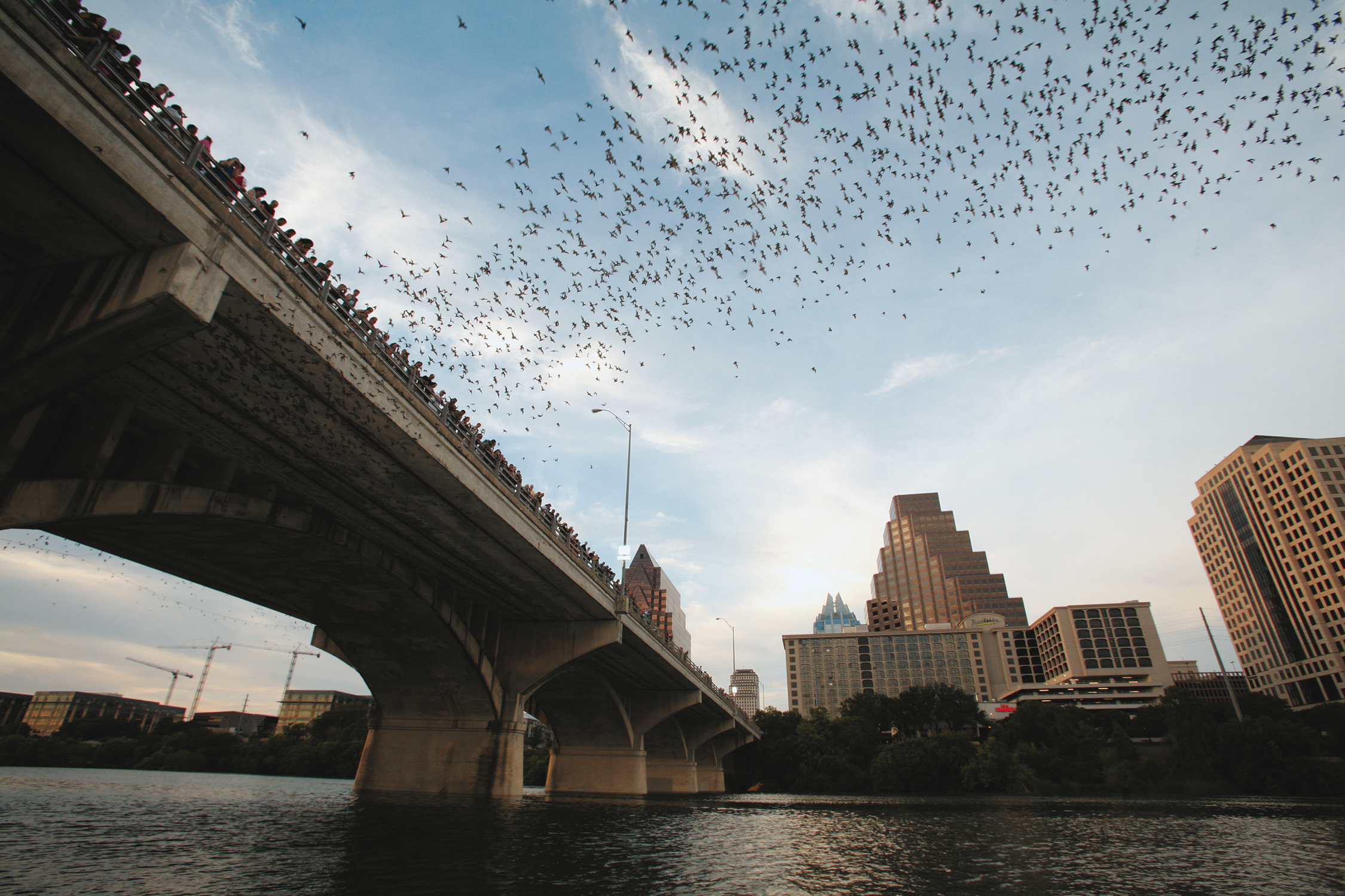 Congress-Avenue-Bridge-Austin-Texas-twilight-emergence-of-Mexican-Free-tailed-bats.png