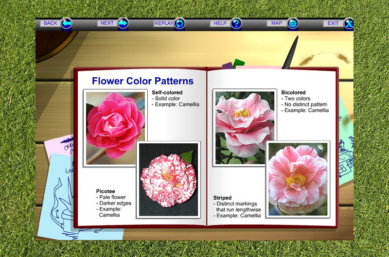  Textbook explaining flower color patterns 