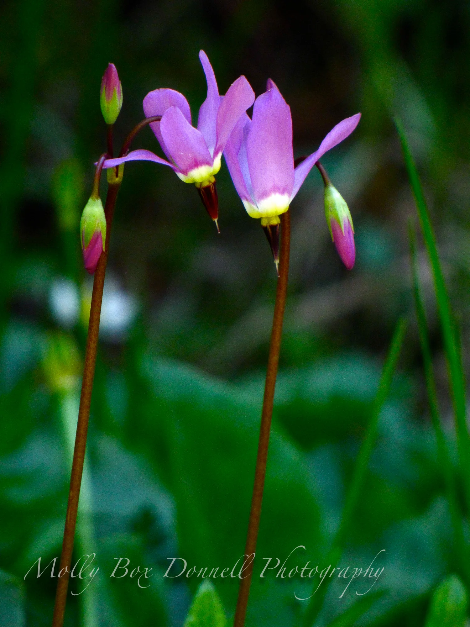Sunset Flowers