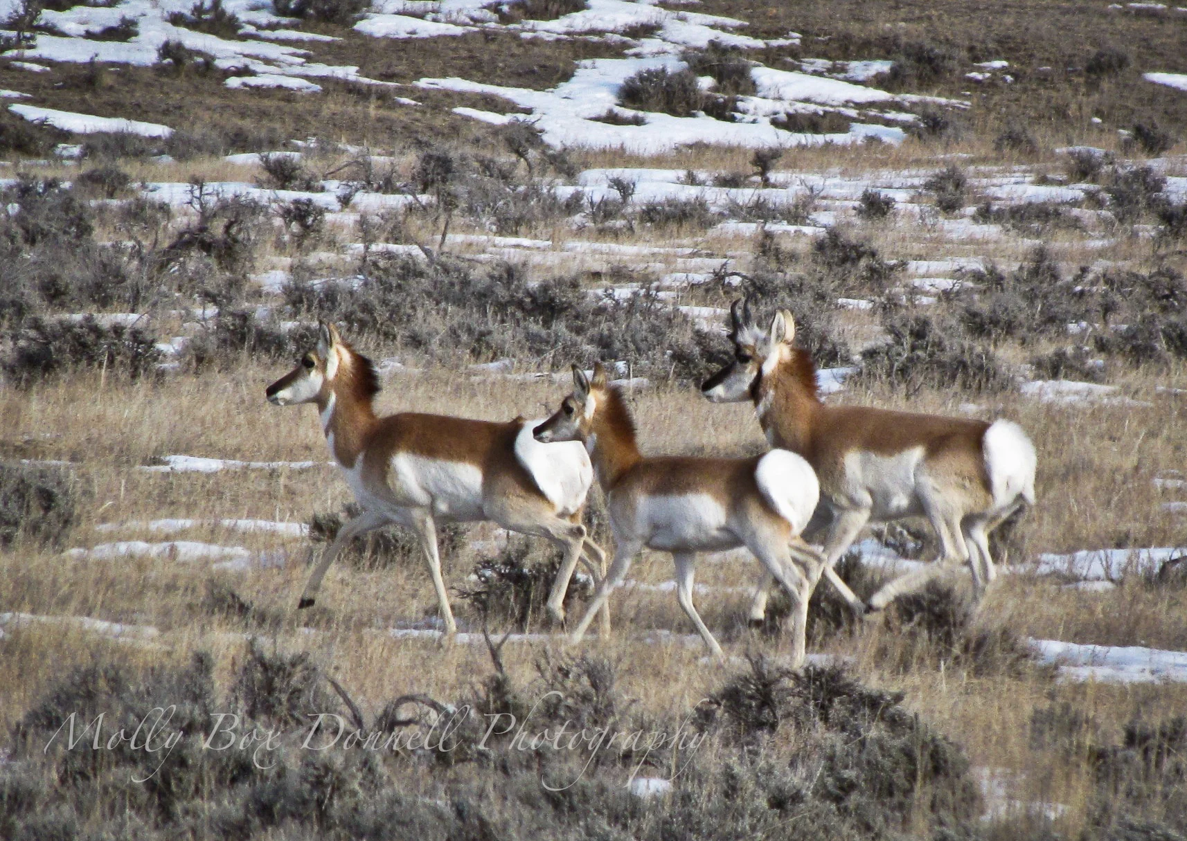 Pronghorn Family