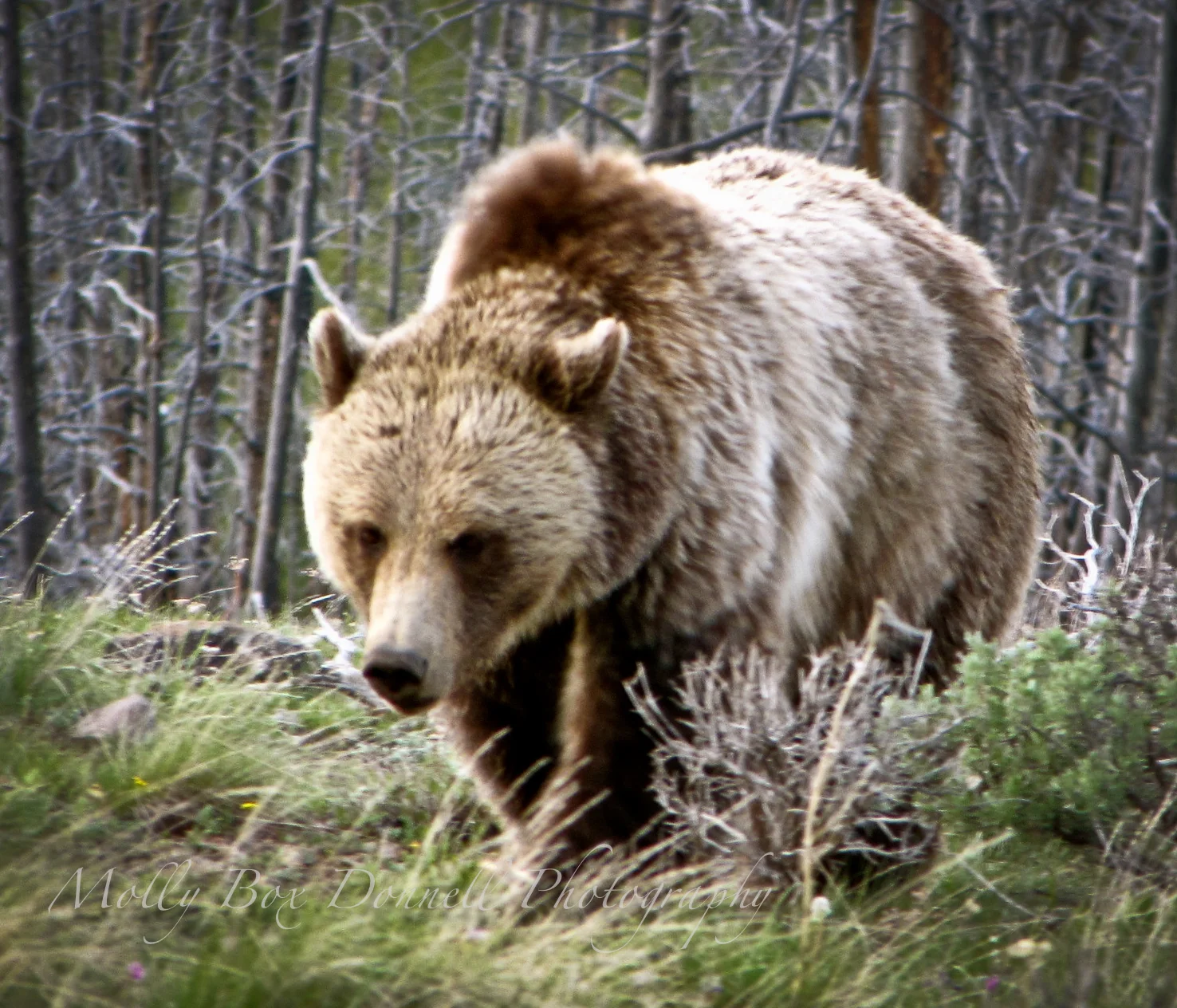 Griz