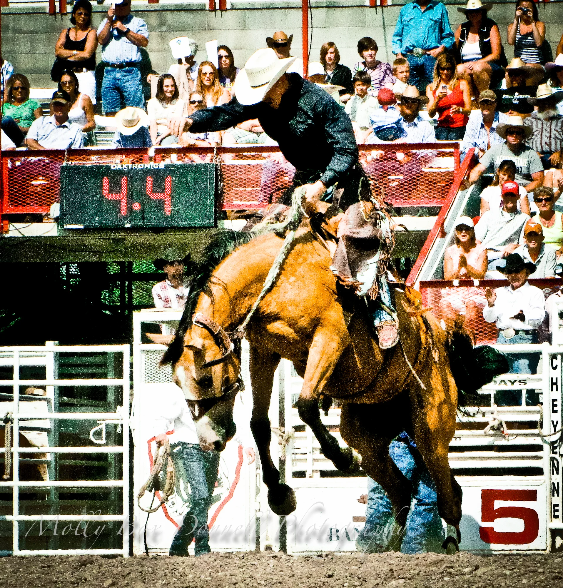 rodeo8-13-13.jpg