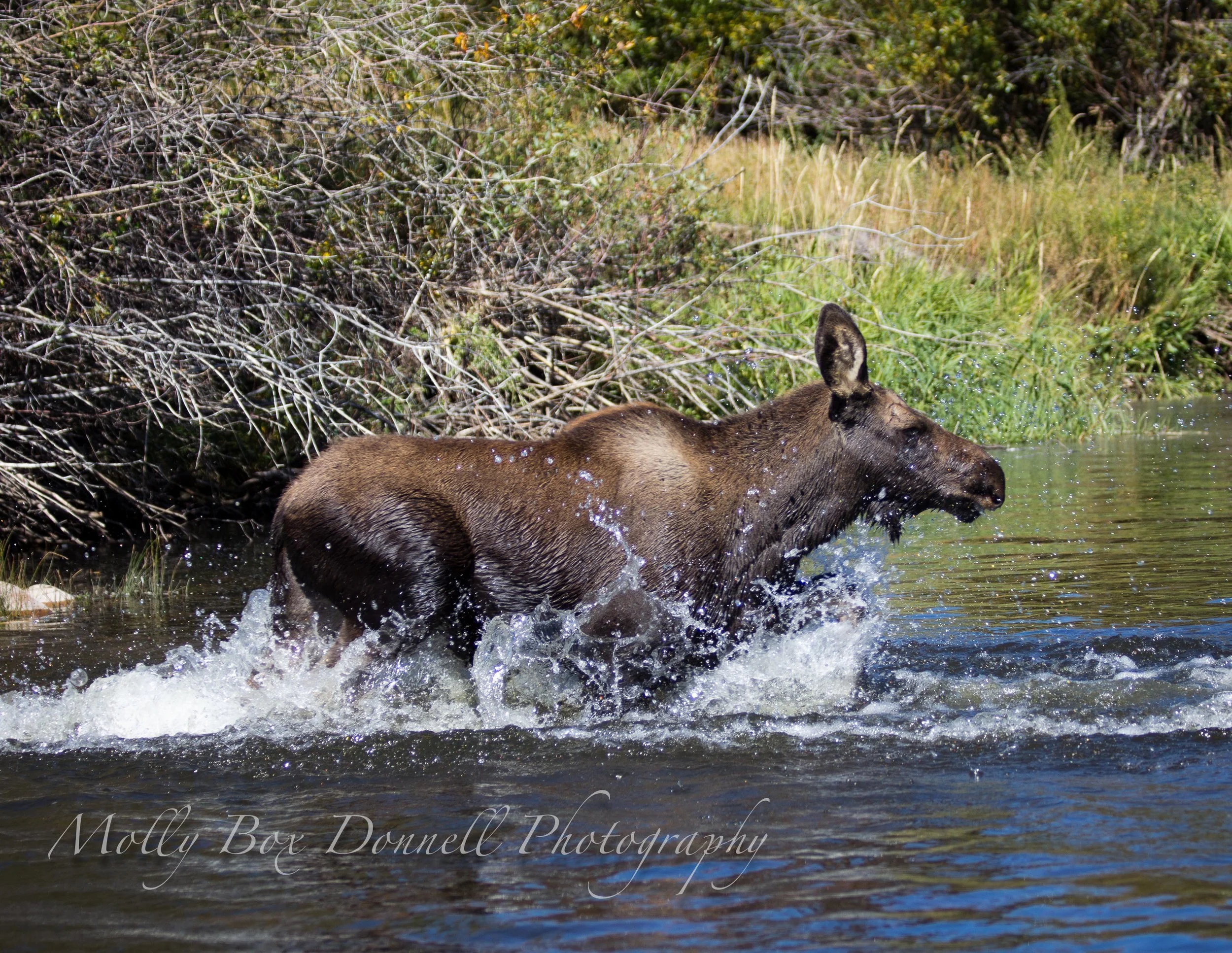 The Chase III