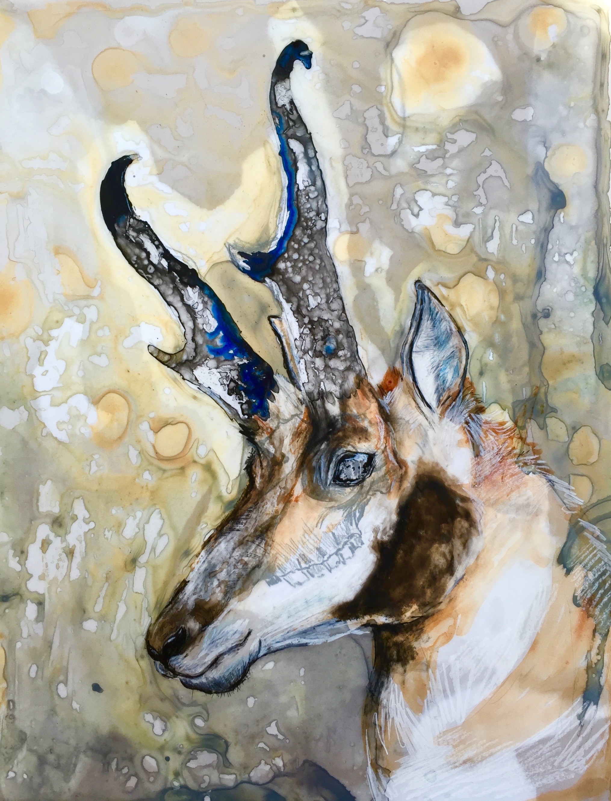 European Pronghorn Mount