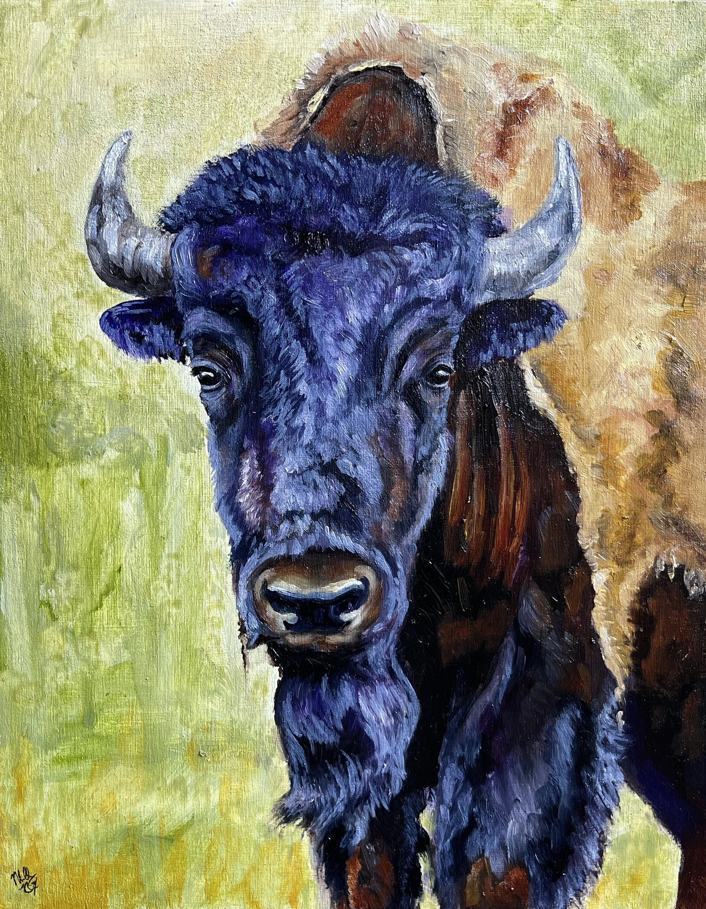 Bison Cow