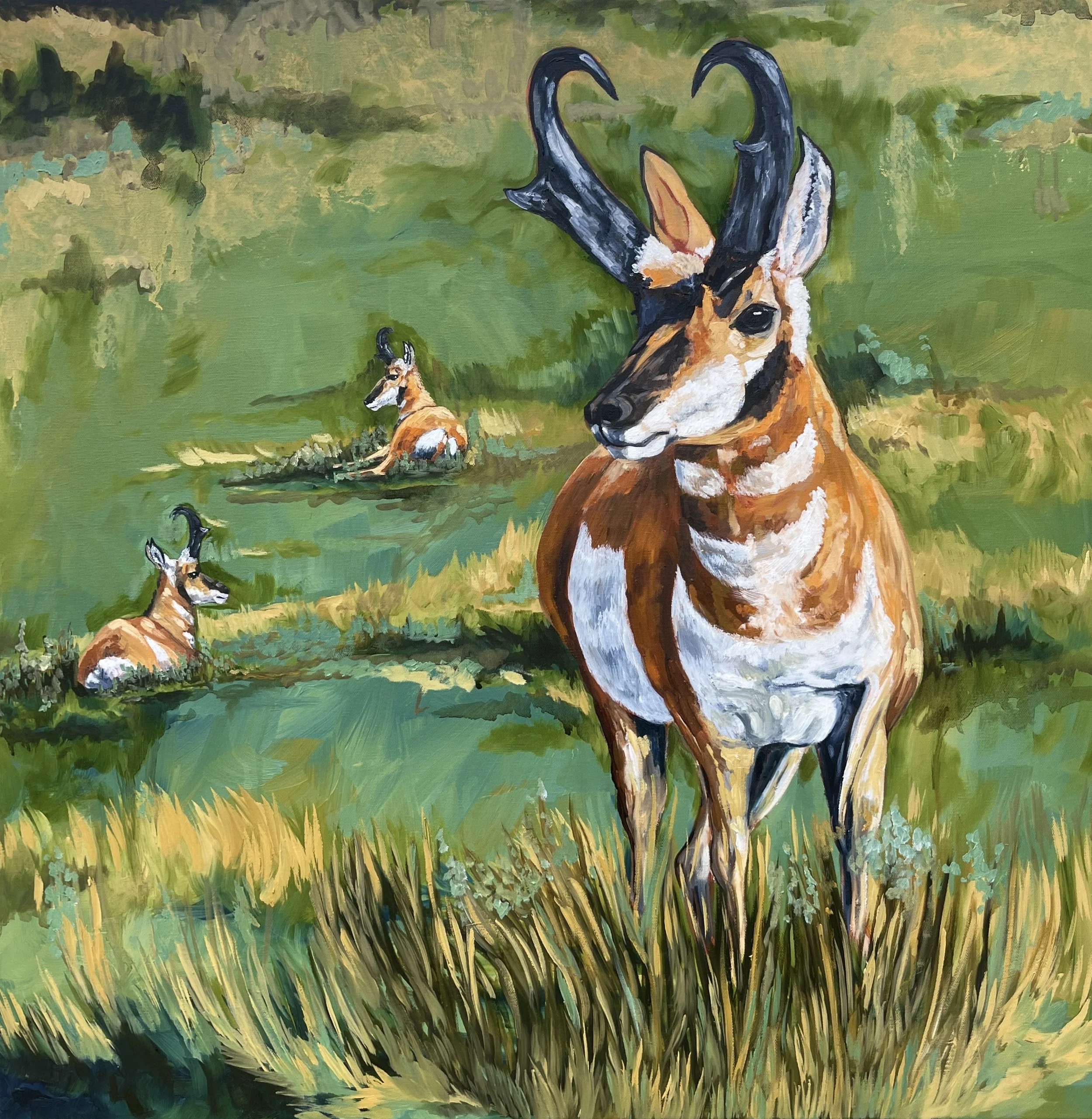 Pronghorn Paradise