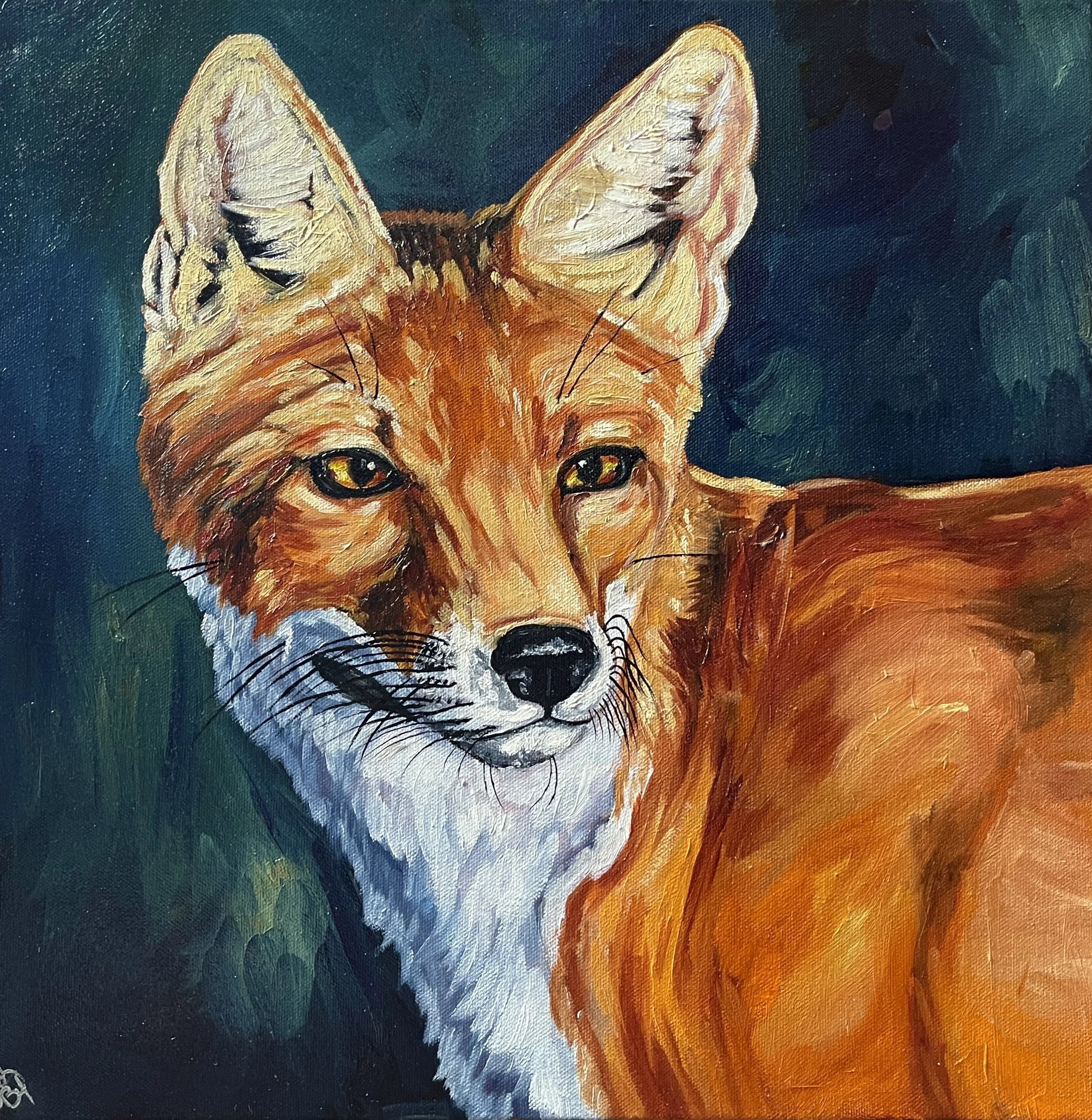 Red Fox in Sunset
