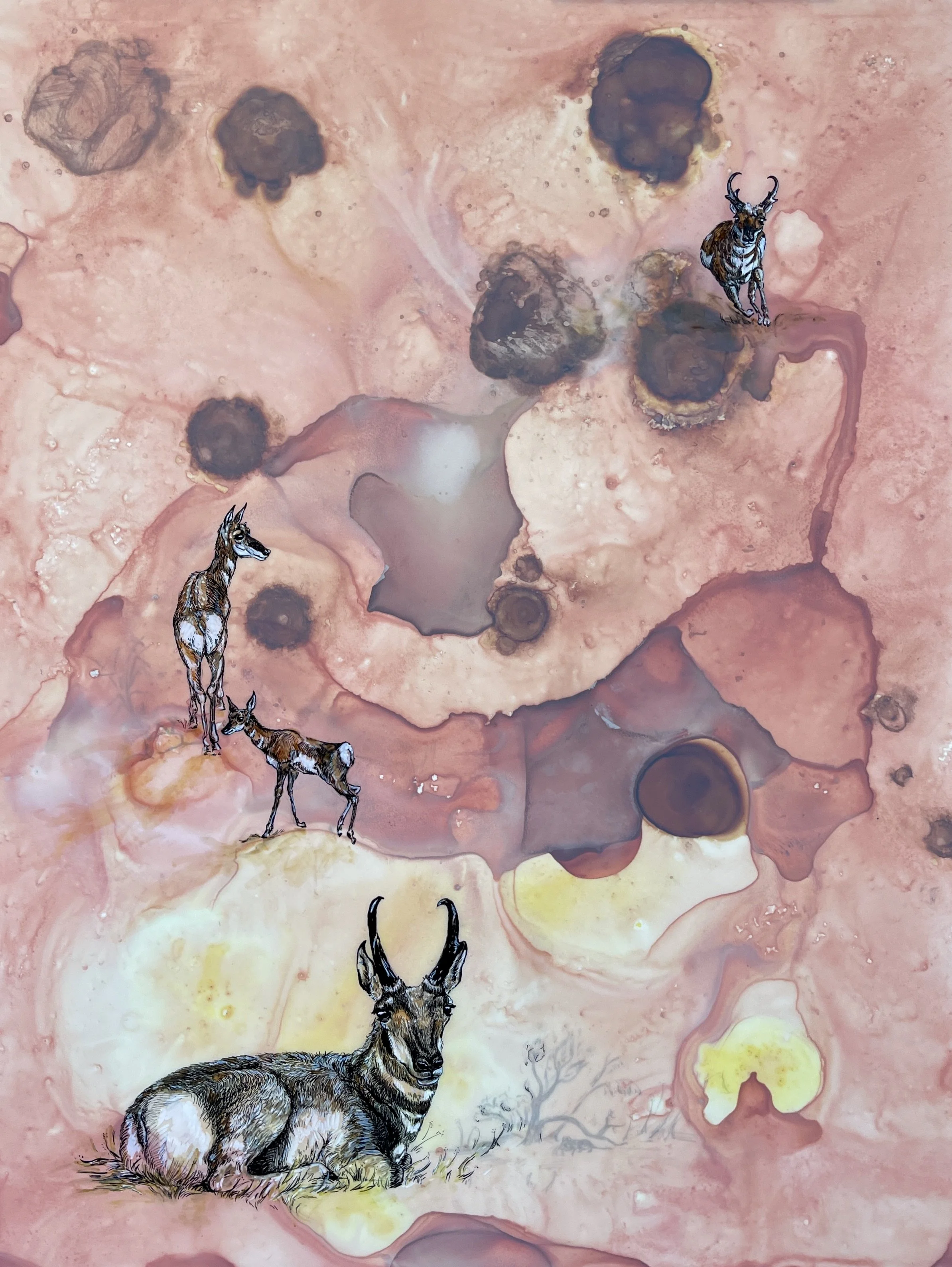 Spirit Animal Totems: Our Kindred Fauna