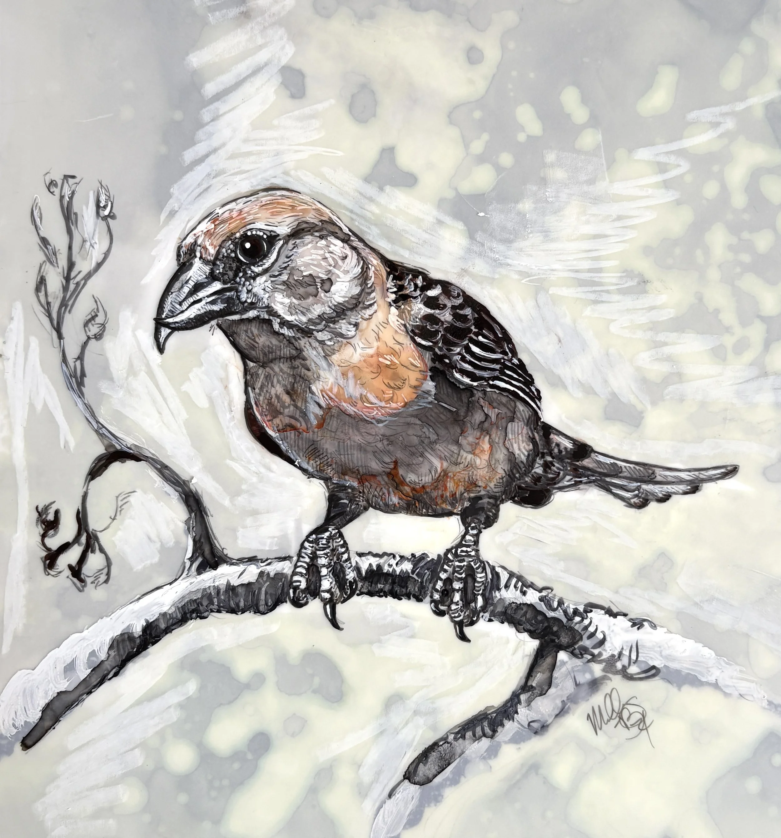 Red Crossbill